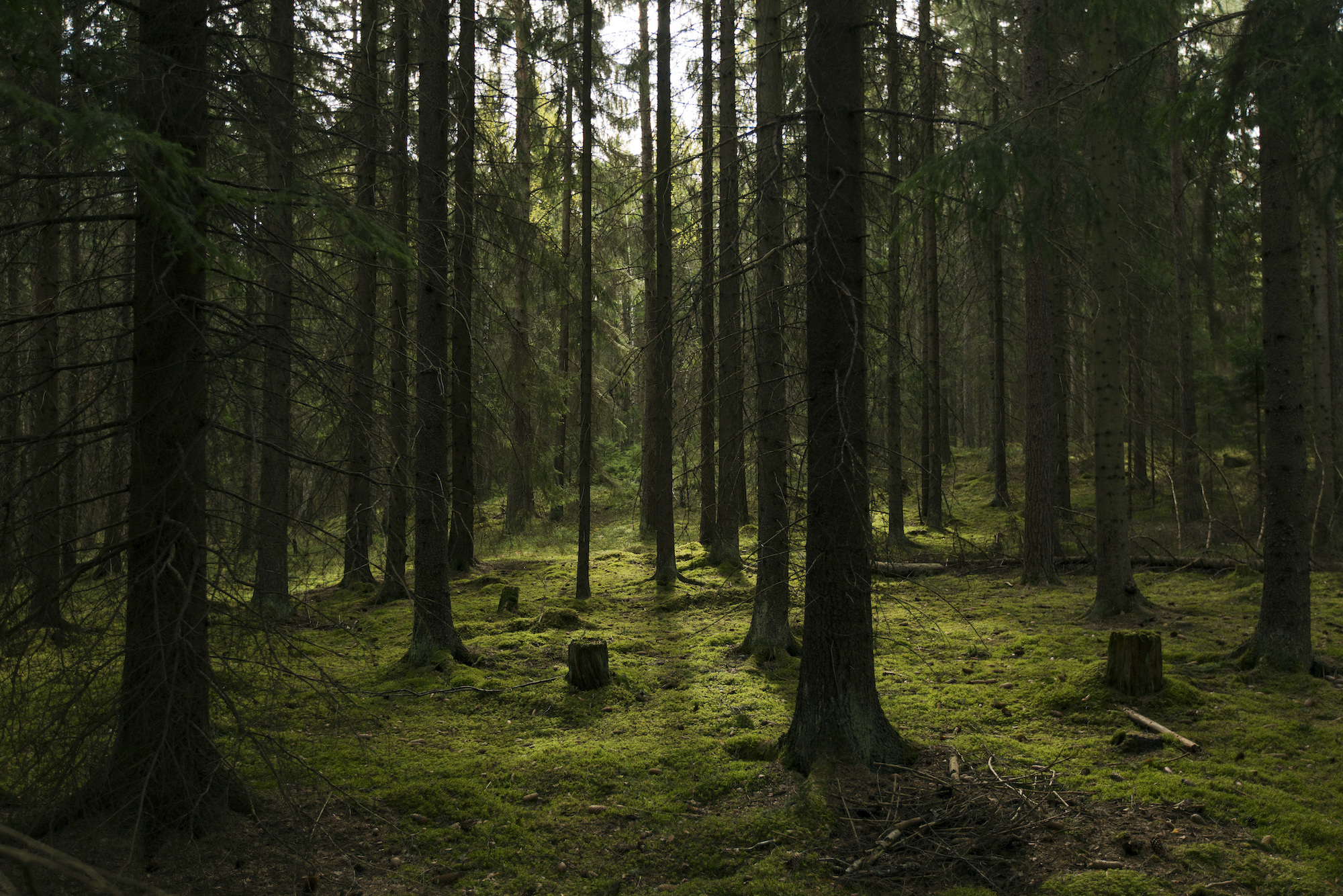 melker_dahlstrand-a_forest-5853